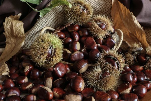 castagne