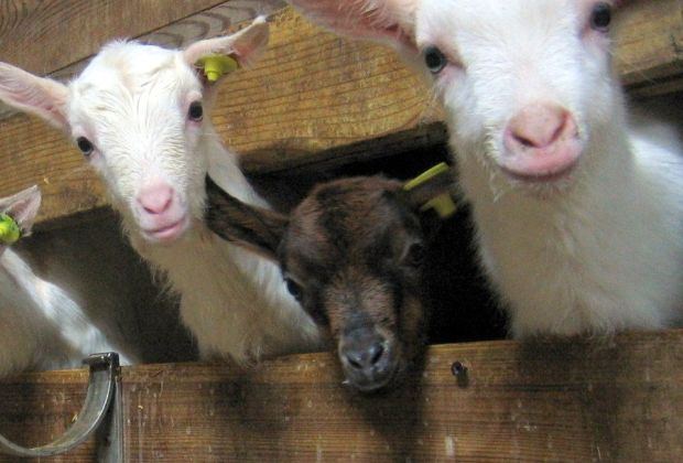 capre agriturismo aqua fracta